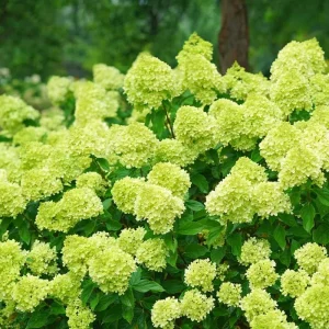 White Oakleaf Hydrangea Live Plant Bush Shrub 5-11 Inches Tall, White Blooms, Hardy - Image 1