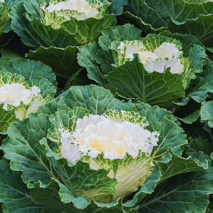 White Ornamental Cabbage Live Plant, 4 Inch Pot, Outdoor Vegetable Garden - Image 3