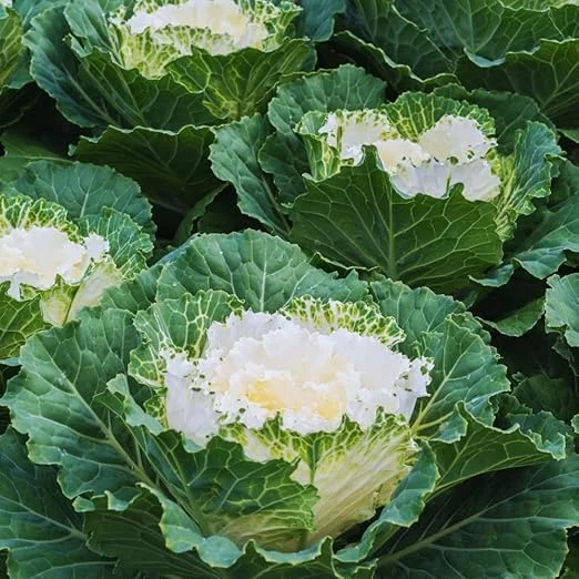 White Ornamental Cabbage Live Plant, 4 Inch Pot, Outdoor Vegetable Garden - Image 5
