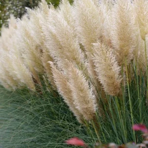 White Pampas Grass Live Plant Cortaderia Selloana Starter 5-9 Inch Tall Perennial Ornamental Grass - Image 2