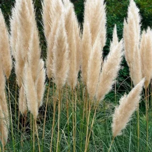 White Pampas Grass Live Plant Cortaderia Selloana Starter 5-9 Inch Tall Perennial Ornamental Grass - Image 8