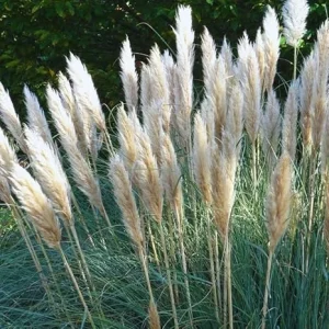 White Pampas Grass Live Plants – 2 Pack – 3-6 Inches Tall – Outdoor Ornamental Grass - Image 6