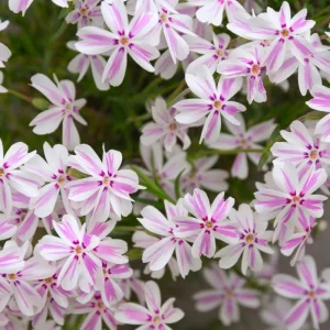 White Pink Creeping Phlox Live Plant - Groundcover, 4 Inch Pot - Image 2