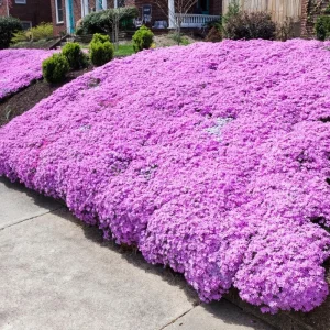 White Pink Creeping Phlox Live Plant - Groundcover, 4 Inch Pot - Image 1
