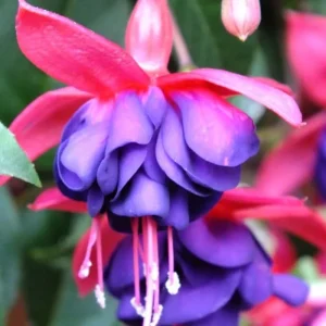 White Pink Fuchsia Live Plants - Hardy Flower, 2 Plugs, 3-5