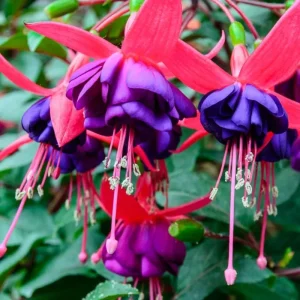 White Pink Fuchsia Live Plants - Hardy Flower, 2 Plugs, 3-5
