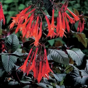 White Pink Fuchsia Live Plants - Hardy Flower, 2 Plugs, 3-5