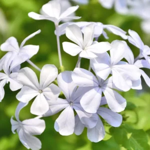 White Plumbago Live Plants - 3 Pack, 4-7 Inches Tall, Tropical Shrub for Garden & Containers - Image 2