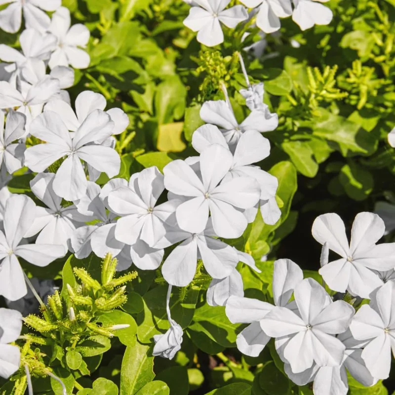 White Plumbago Live Plants - 3 Pack, 4-7 Inches Tall, Tropical Shrub for Garden & Containers - Image 3