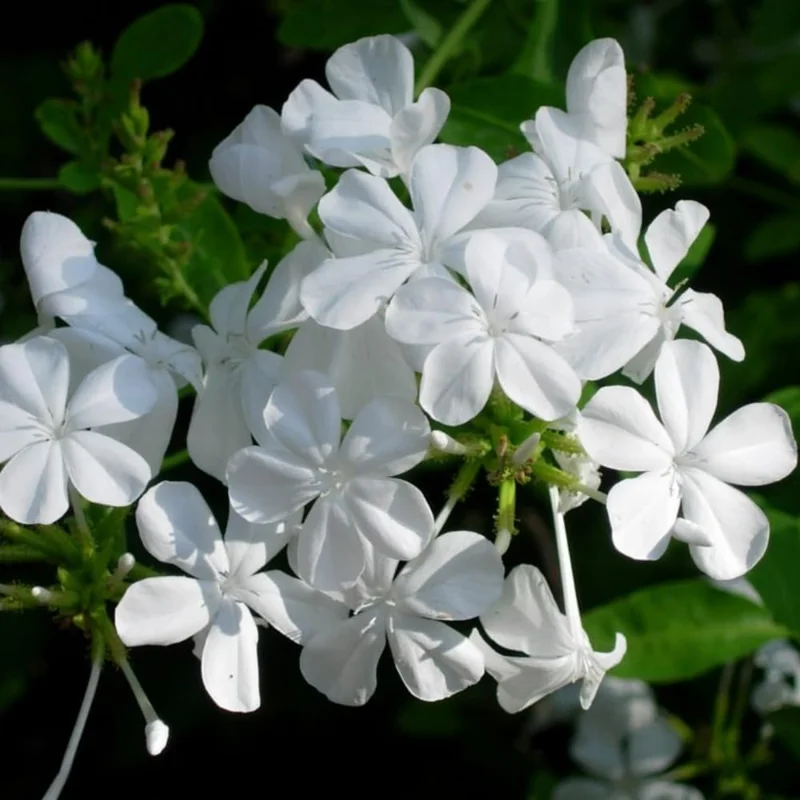 White Plumbago Live Plants - 3 Pack, 4-7 Inches Tall, Tropical Shrub for Garden & Containers - Image 4