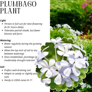 White Plumbago Live Plants - 3 Pack, 4-7 Inches Tall, Tropical Shrub for Garden & Containers - Image 5