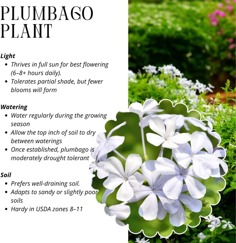 White Plumbago Live Plants - 3 Pack, 4-7 Inches Tall, Tropical Shrub for Garden & Containers - Image 5