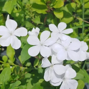 White Plumbago Live Plants - 3 Pack, 4-7 Inches Tall, Tropical Shrub for Garden & Containers - Image 6