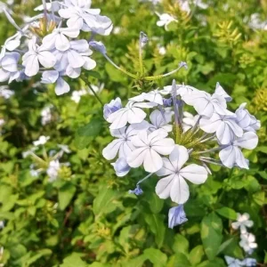 White Plumbago Live Plants - 3 Pack, 4-7 Inches Tall, Tropical Shrub for Garden & Containers - Image 7