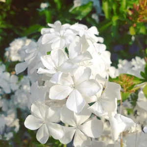 White Plumbago Live Plants - 3 Pack, 4-7 Inches Tall, Tropical Shrub for Garden & Containers - Image 8