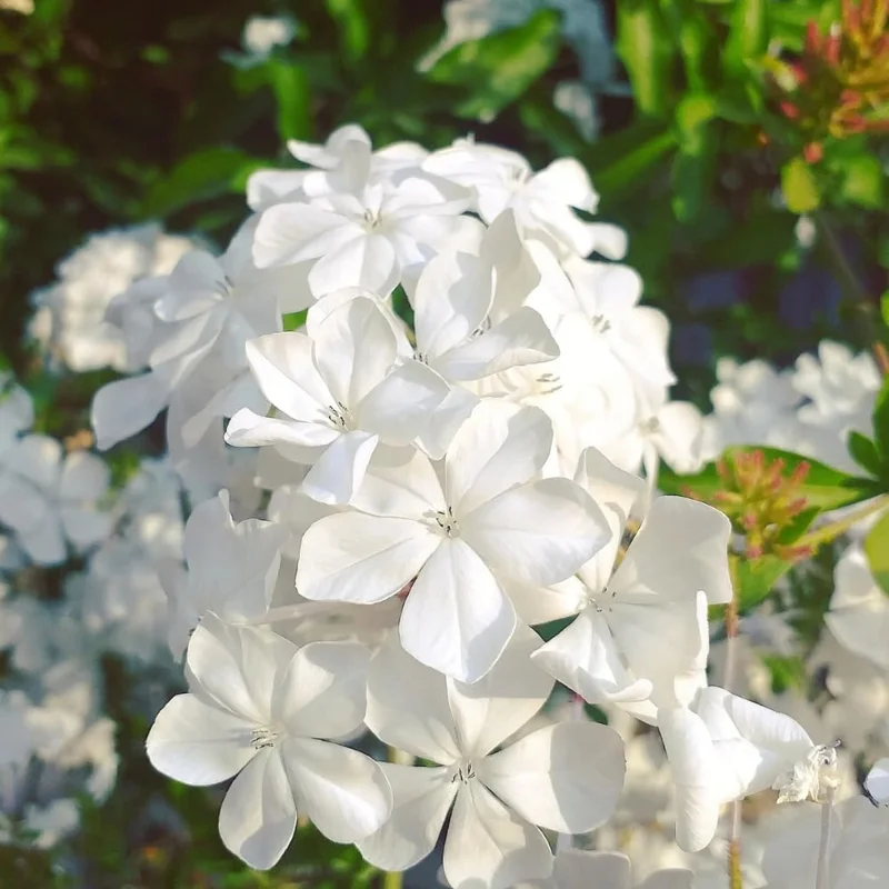 White Plumbago Live Plants - 3 Pack, 4-7 Inches Tall, Tropical Shrub for Garden & Containers - Image 8