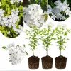 White Plumbago Live Plants - 3 Pack, 4-7 Inches Tall, Tropical Shrub for Garden & Containers - Image 1