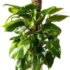 White Princess Philodendron Live Plant - 5-8 Inch Tall Variegated Indoor Houseplant - Image 1