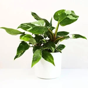 White Princess Philodendron Live Plant - 5-8 Inch Tall Variegated Indoor Houseplant - Image 2