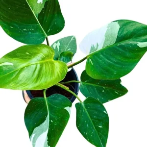 White Princess Philodendron Live Plant - 5-8 Inch Tall Variegated Indoor Houseplant - Image 3