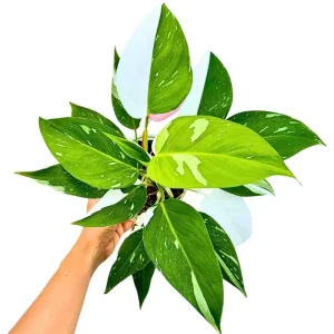 White Princess Philodendron Live Plant - 5-8 Inch Tall Variegated Indoor Houseplant - Image 4