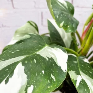 White Princess Philodendron Live Plant - 5-8 Inch Tall Variegated Indoor Houseplant - Image 5