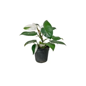 White Princess Philodendron Live Plant - 5-8 Inch Tall Variegated Indoor Houseplant - Image 6