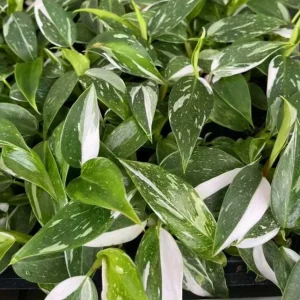 White Princess Philodendron Live Plant - 5-8 Inch Tall Variegated Indoor Houseplant - Image 7