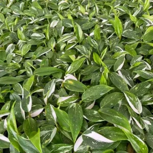 White Princess Philodendron Live Plant - 5-8 Inch Tall Variegated Indoor Houseplant - Image 8