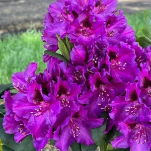 White Rhododendron Live Plant - 1-2 Ft Azalea Shrub in 1 Gallon Pot, Outdoor Flowering Bush - Image 3