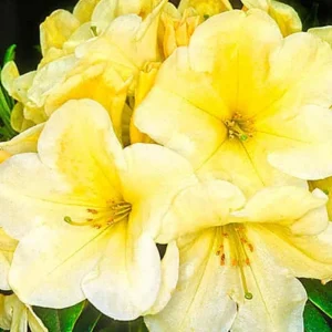 White Rhododendron Live Plant - 1-2 Ft Azalea Shrub in 1 Gallon Pot, Outdoor Flowering Bush - Image 5