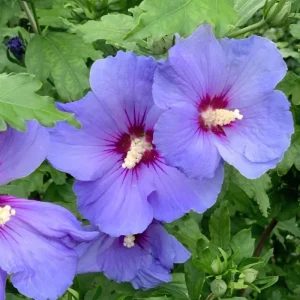 White Rose of Sharon Live Plant, 6-12