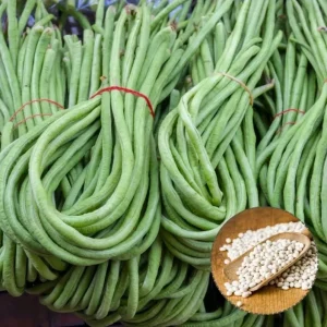 White Seeded Yard Long Bean Seeds - 50 Seeds for Planting, Green Bean - Image 4