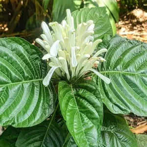 White Shrimp Plant Live, 5-7 Inches Tall, Easy Care Houseplant, Indoor/Outdoor - Image 4