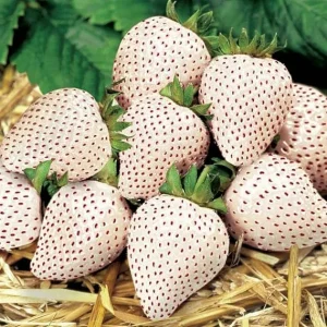 White Strawberry Carolina Pineberry Live Plants - 10 Roots, Fragrant & Sweet, Indoor/Outdoor - Image 4
