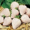 White Strawberry Carolina Pineberry Live Plants - 10 Roots, Fragrant & Sweet, Indoor/Outdoor - Image 1
