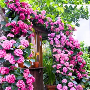 White to Pink Hydrangea Bush Live Plant, 5-12