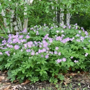 Wild Geranium Bare Roots - 5 Pack Perennial Purple Flowers Outdoor - Image 4