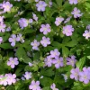 Wild Geranium Bare Roots - 5 Pack Perennial Purple Flowers Outdoor - Image 1