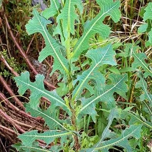 Wild Lettuce Live Plant – 6-8 Inch Seedling in 4-Inch Pot for Gardens - Image 2