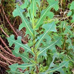 Wild Lettuce Live Plant – 6-8 Inch Seedling in 4-Inch Pot for Gardens - Image 4