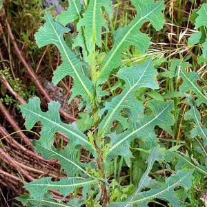 Wild Lettuce Live Plant – 6-8 Inch Seedling in 4-Inch Pot for Gardens - Image 1