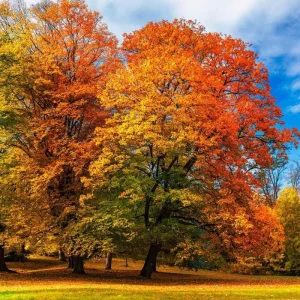 Willow Oak Tree Live Plant - 6-12 Inch Tall Potted Shade Tree, Outdoor - Image 2