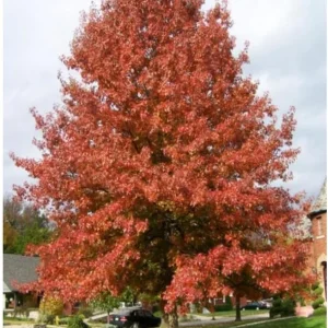 Willow Oak Tree Live Plant - 6-12 Inch Tall Potted Shade Tree, Outdoor - Image 3