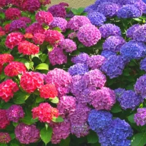 Winter Hardy Hydrangea Bush Live Shrub Plant, Pink to Purple Blooms, 6-12