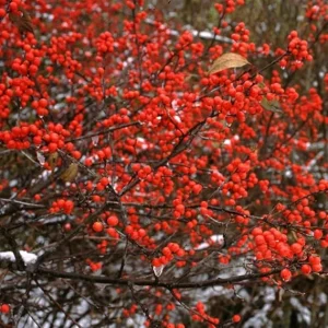 Winterberry Holly Plant Live Shrub - Red Berries, 4 Inch Container, Zones 3-8 - Image 6