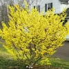 Witch Hazel Live Plant, 12 Inches Tall, Hardy Flowering Shrub for Outdoor Planting, Fragrant Winter Blooms - Image 1