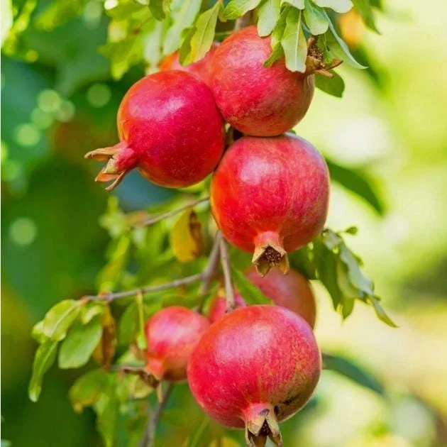 Wonderful Pomegranate Cuttings - Set of 6, 8-10" Tall - Edible Fruit Tree for Garden - Image 2