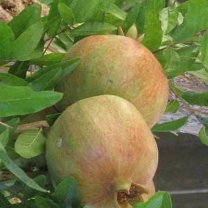 Wonderful Pomegranate Cuttings - Set of 6, 8-10