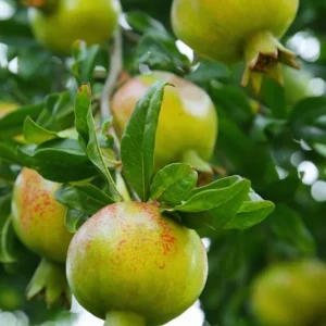 Wonderful Pomegranate Cuttings - Set of 6, 8-10